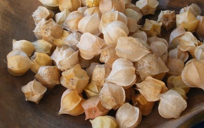 Physalis Dulceria