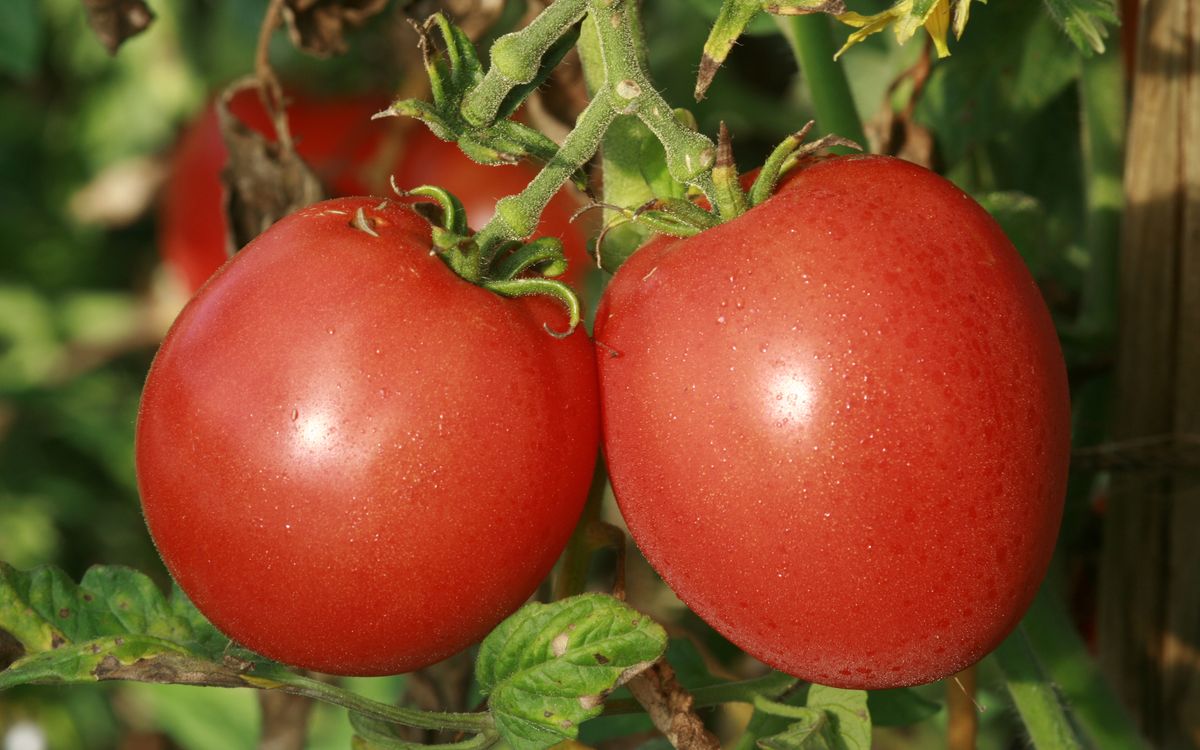 Phytoresista