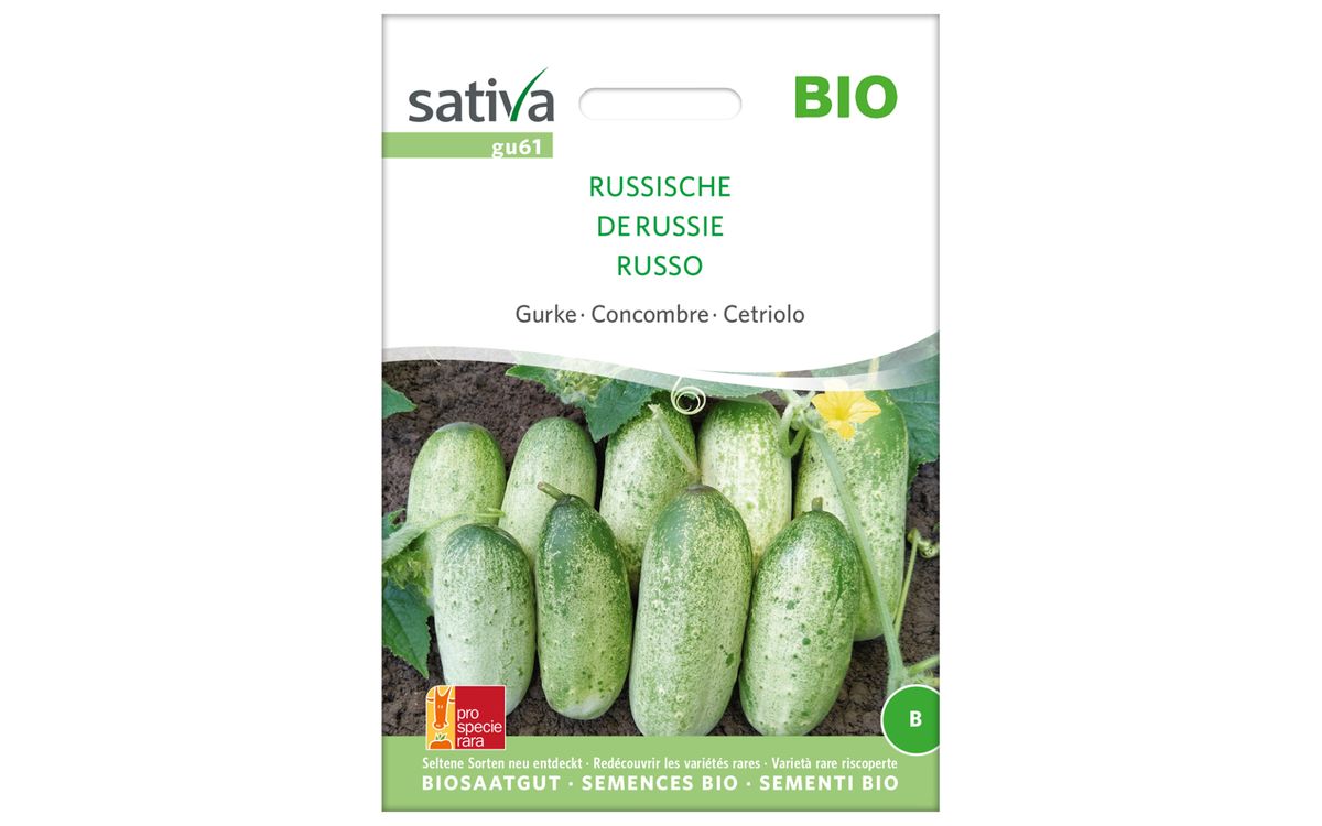 Russische Gurke