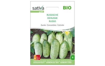 Russische Gurke