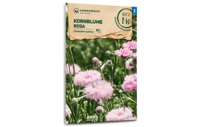 Kornblume, rosa