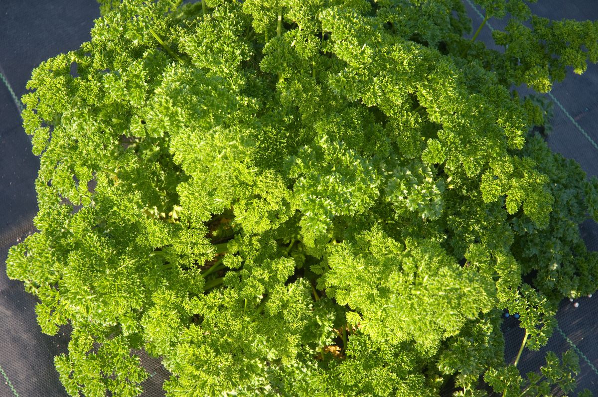 Krause Petersilie Mooskrause 2 