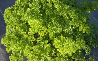 Krause Petersilie Mooskrause 2 