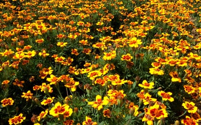 Buntblühende Tagetes Kolibri