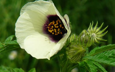 Hanf-Hibiskus