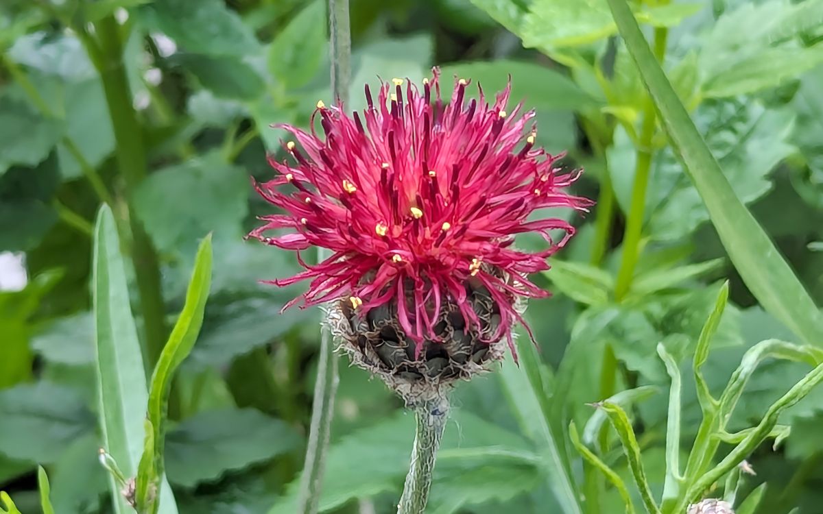 Purpurne Flockenblume