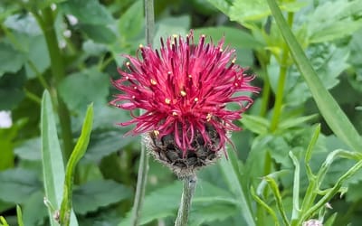 Purpurne Flockenblume