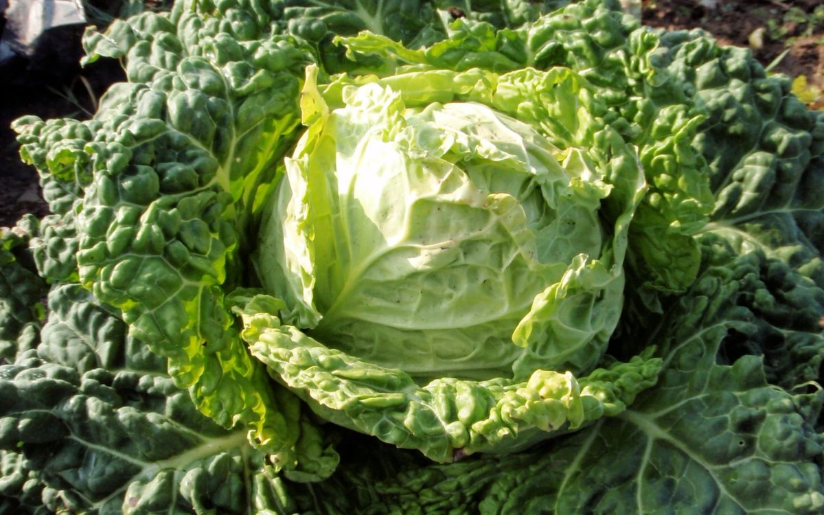 Vorbote 3