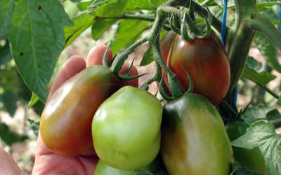 Black Plum