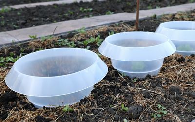 Schneckenkragen - Kunststoff - 12er Pack - Transparent