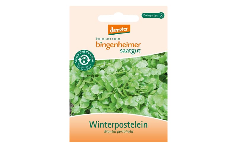 Winterpostelein, Winterportulak