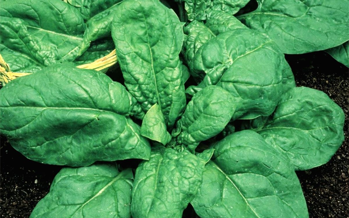 Riesenspinat aus Viroflay