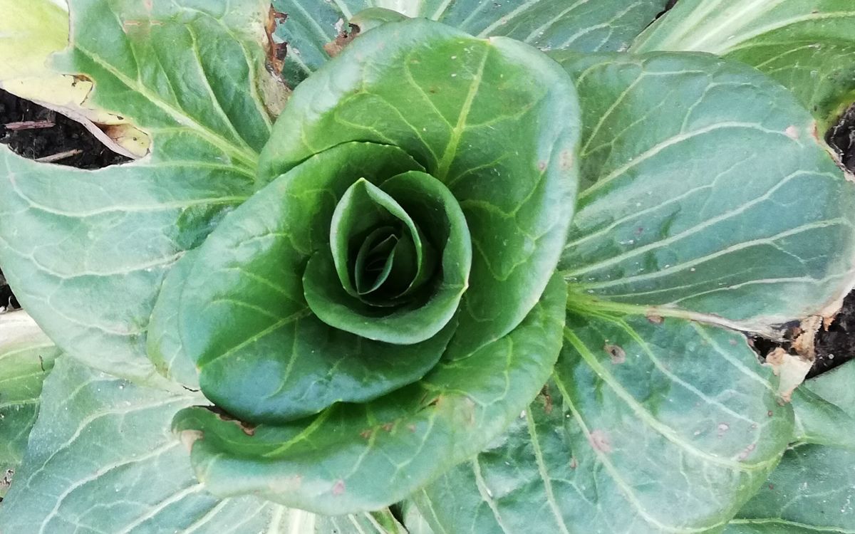 Grumolo