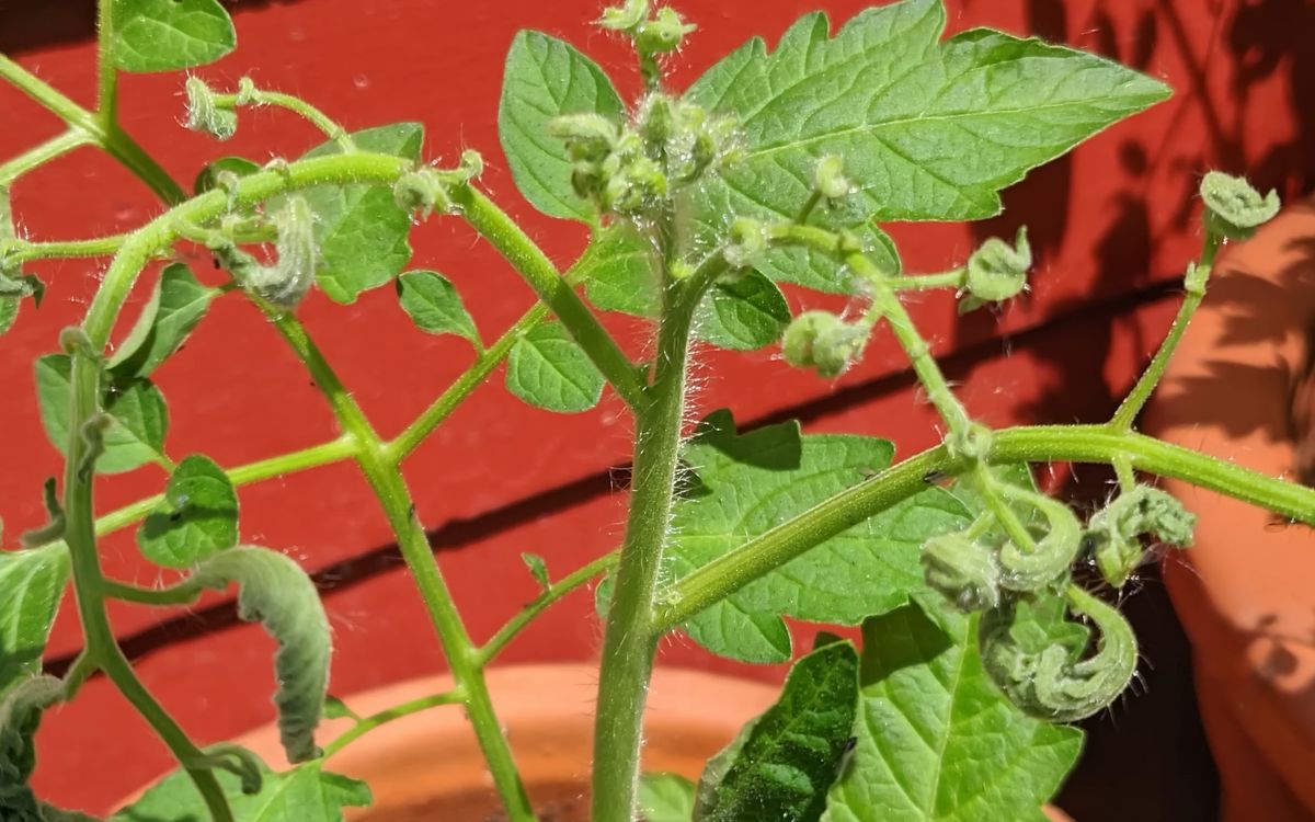 eingerollte Tomatenblätter - Weichhautmilben