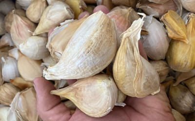 Ungarischer Elefantenknoblauch