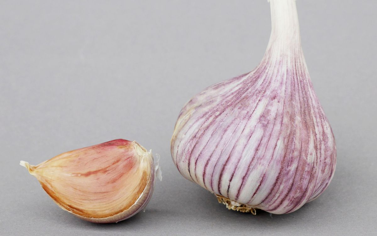Knoblauch Russland Red
