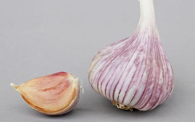 Knoblauch Russland Red