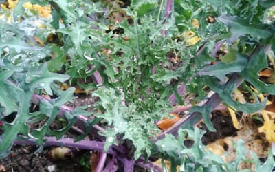 Red Russian Kale