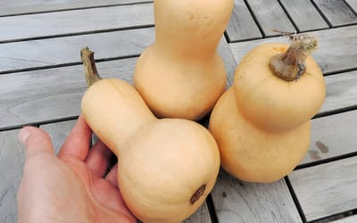 Mini Butternut