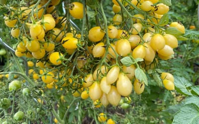 Barry's Crazy Cherry