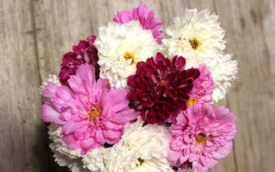 Cosmea, Double Click Assorted