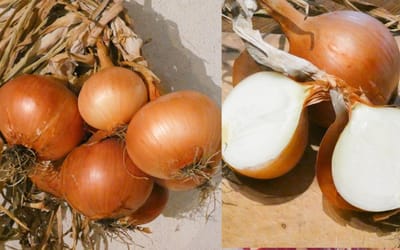 Maria Nagys Siebenbürgische Gelbe