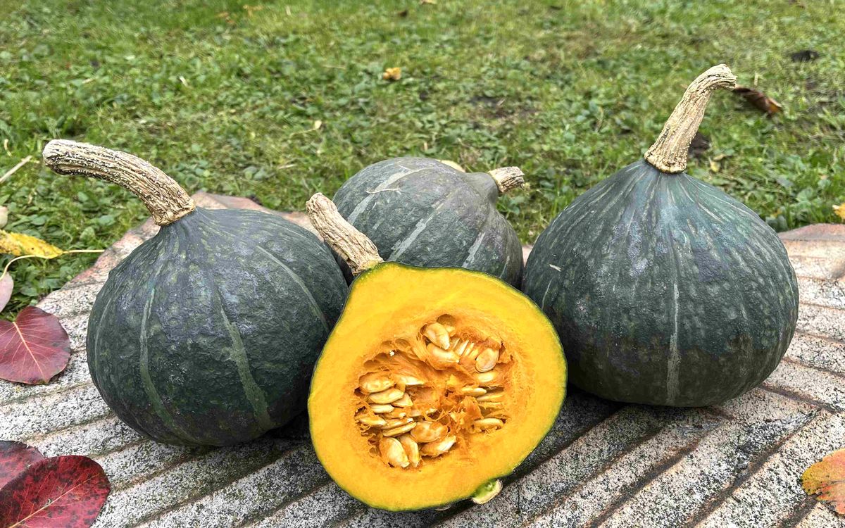 Kabocha