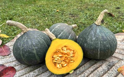 Kabocha