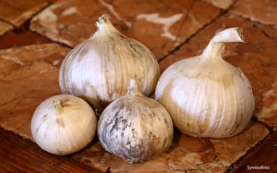 Elefantenknoblauch - 140g Monozehen