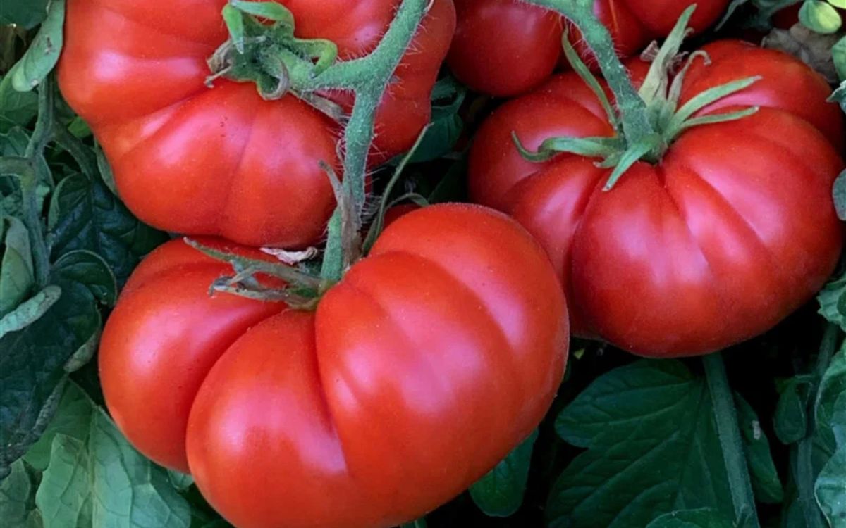 Tomate Marmande - Rouge Précoce
