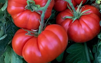 Tomate Marmande - Rouge Précoce