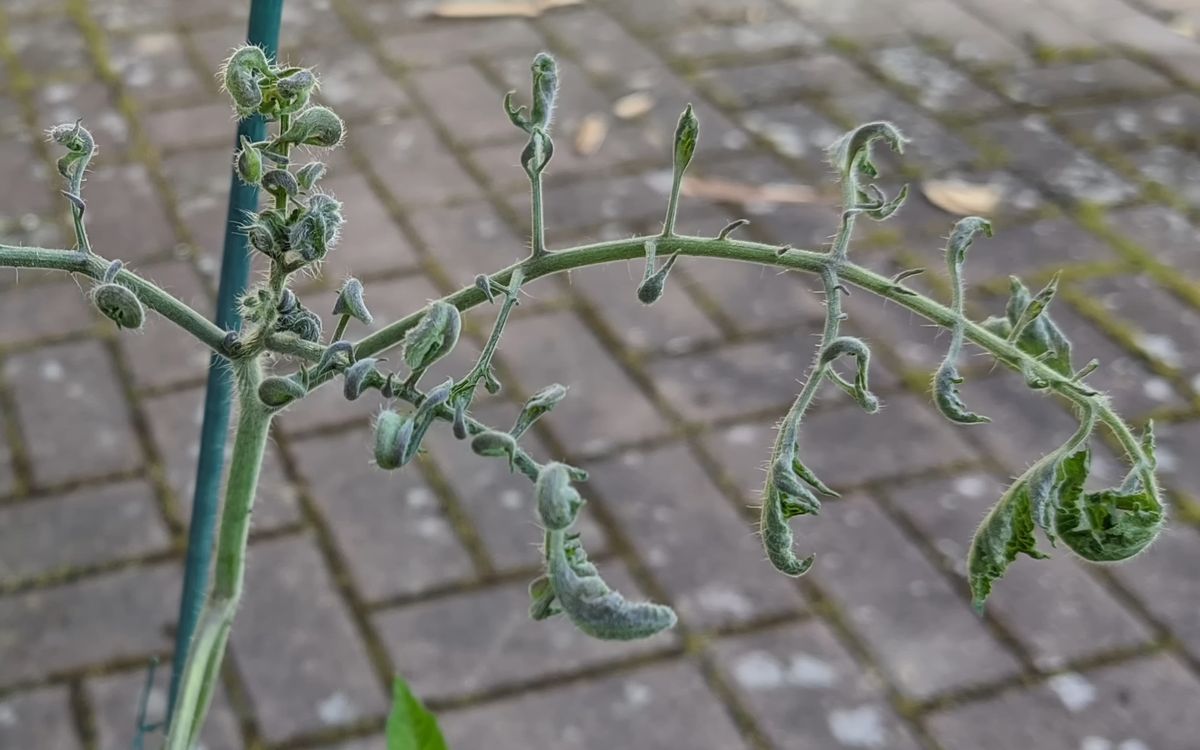 eingerollte Tomatenblätter - Stickstoffüberschuss
