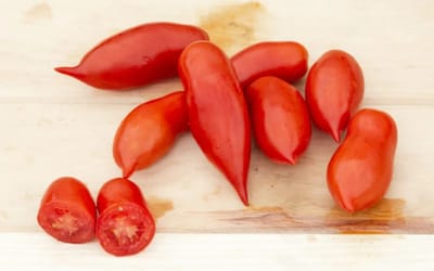 Tomate Handy Lady