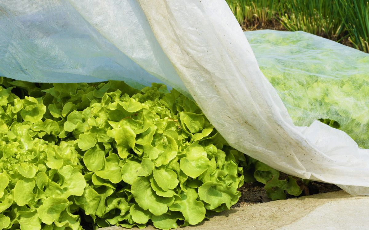 Verfrühungsvlies 1,6m × 5m