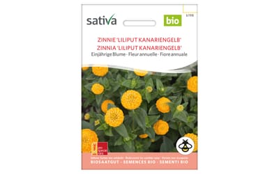 Zinnie Liliput Kanariengelb