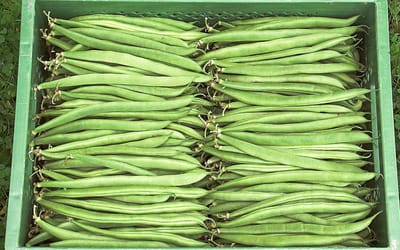 Marona