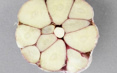 Knoblauch Russland Red