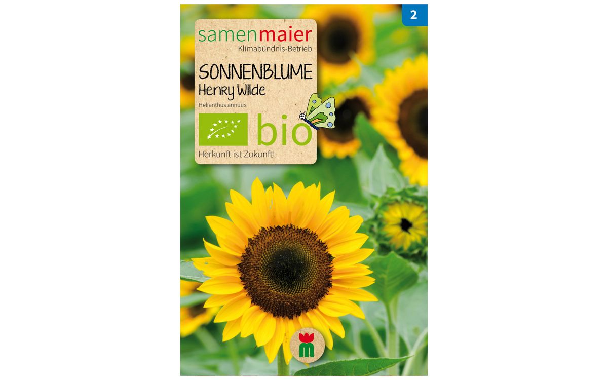 Sonnenblume Henry Wilde