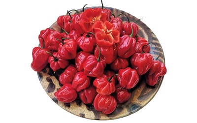 Pfefferoni UlaUla