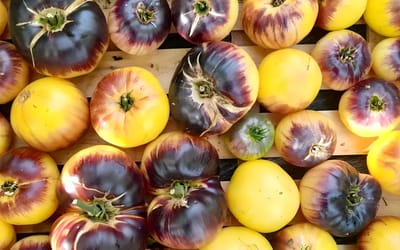 Tomate Primary Colors