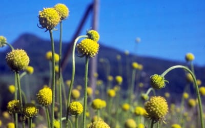 Gummibärchen-Blume