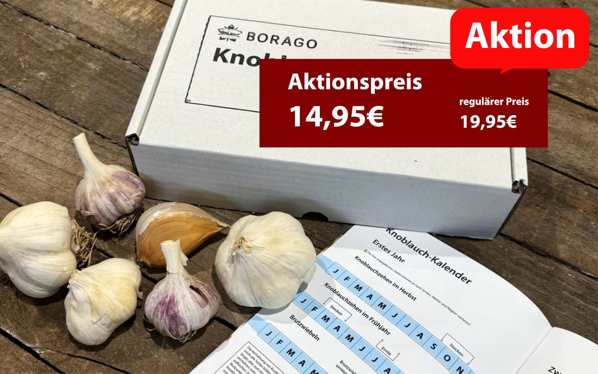 Knoblauch Box - Knoblauchvielfalt