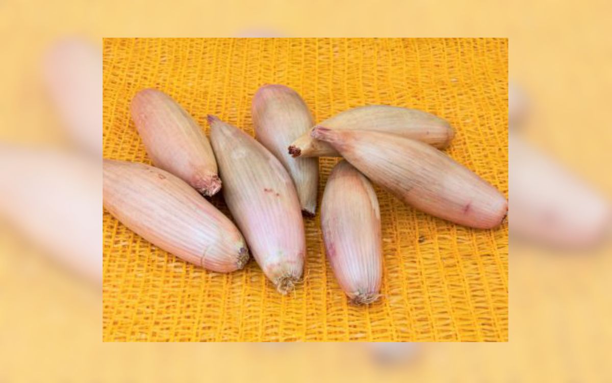 Cuisse de Poulet