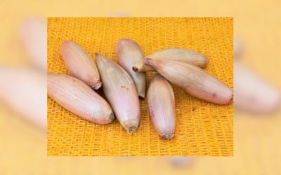 Cuisse de Poulet
