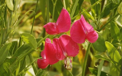 Knollige Platterbse