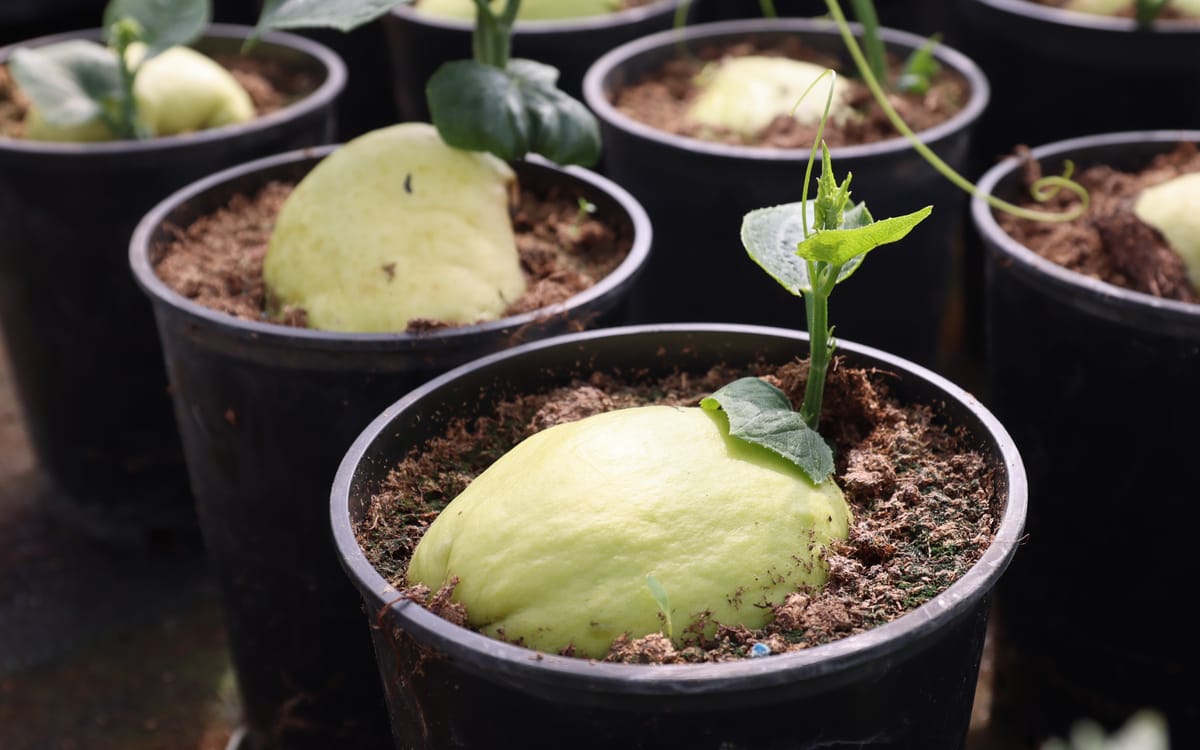 Chayotenanzucht im Topf