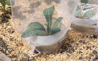 Schnecken- und Insektenschutzbeutel - 10 Beutel