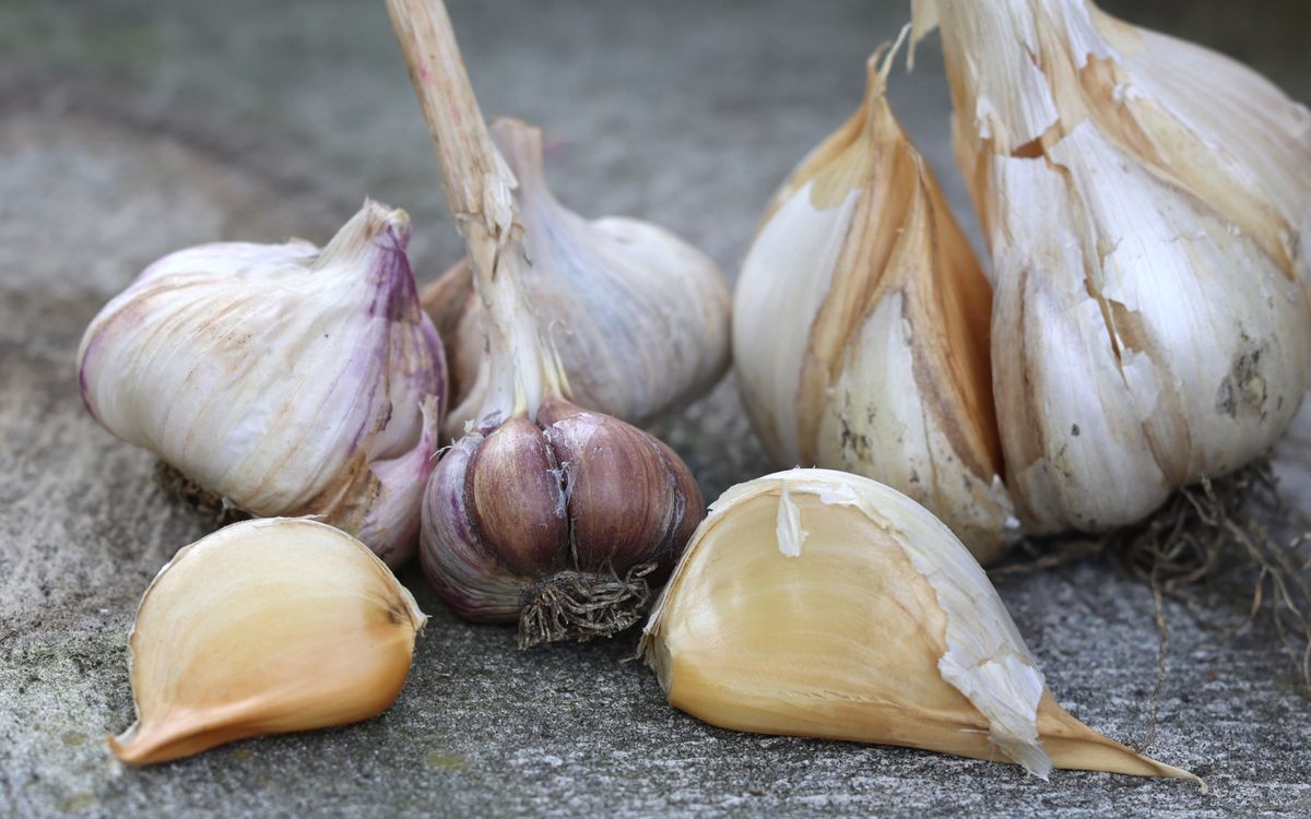 Pflanzknoblauch