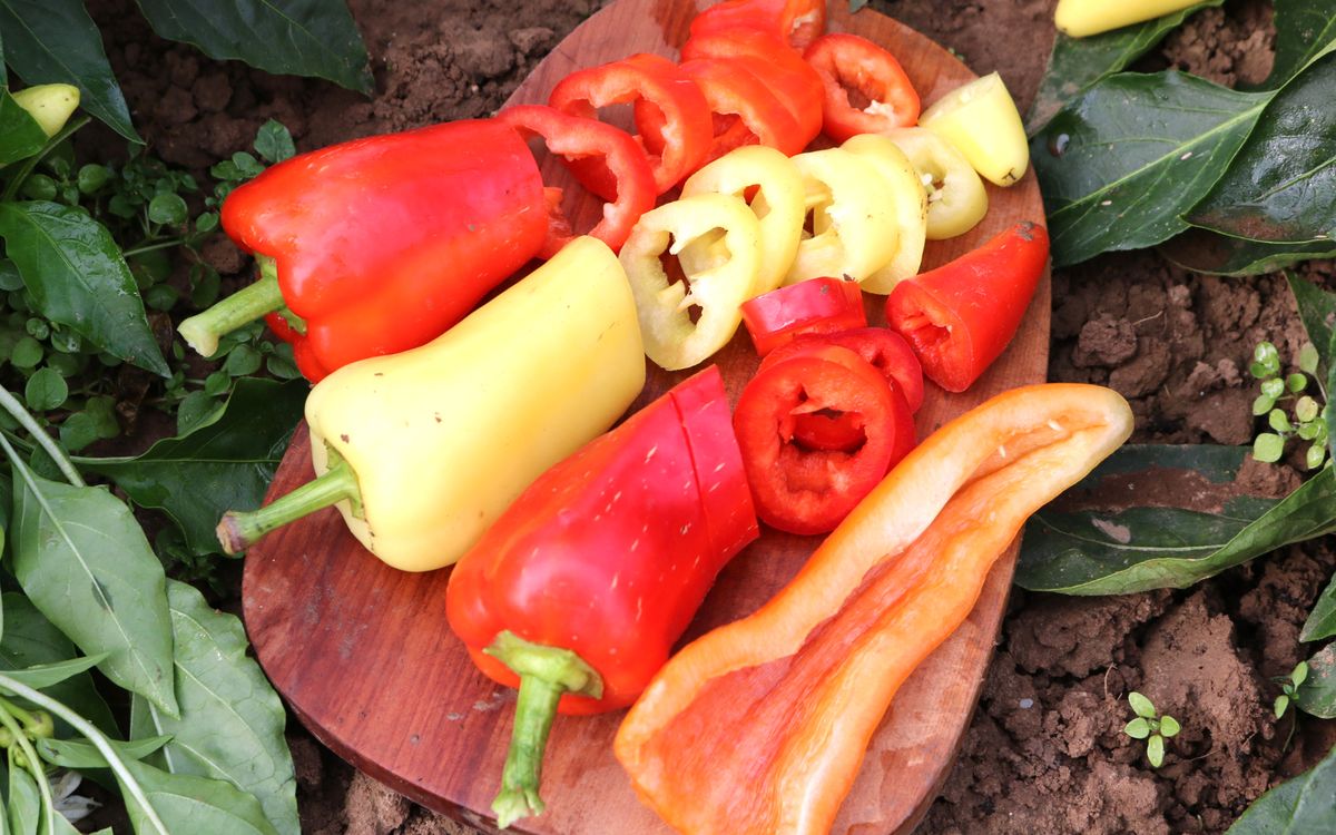 Paprika Djagila