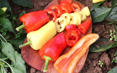 Paprika Djagila